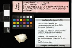 Foto (Objekt + Etiketten) von Longodromites excisus (von Meyer, 1857) 